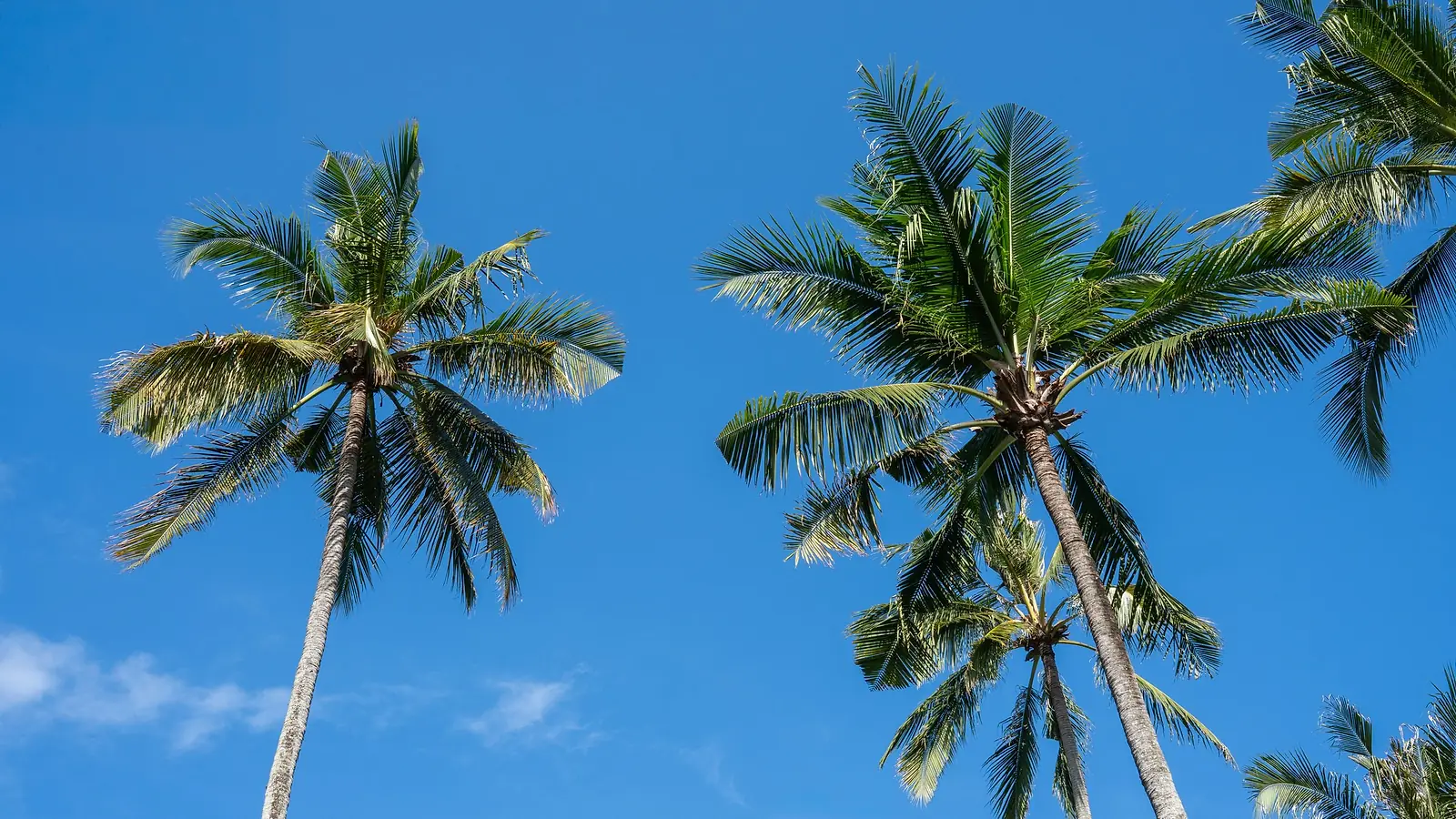 Coconut palms against a clear blue sky