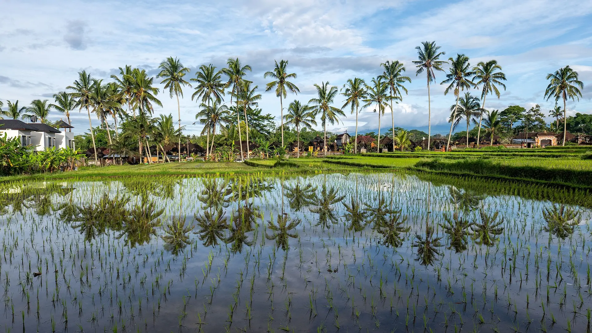 Flooded rice paddies lined with coconut palms in Bali